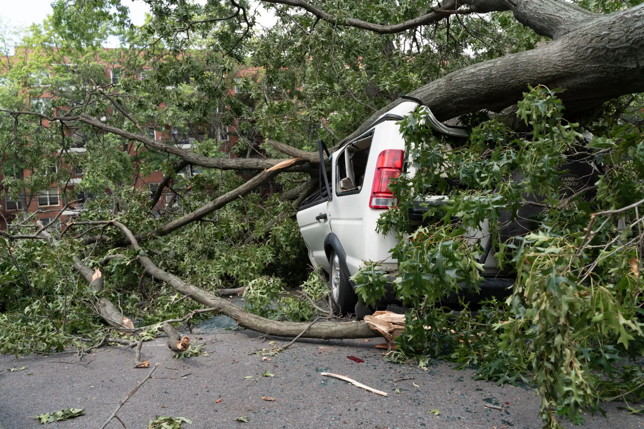 White SUV crushed by fallen tree on street