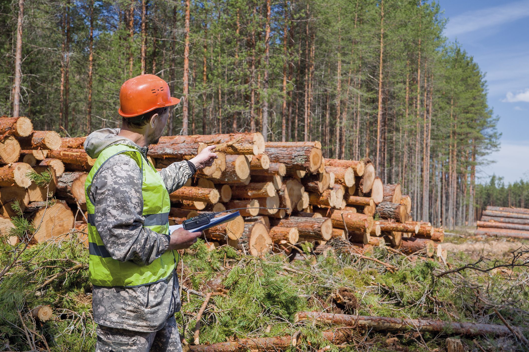 Forest worker inspecting stacked timber logs.