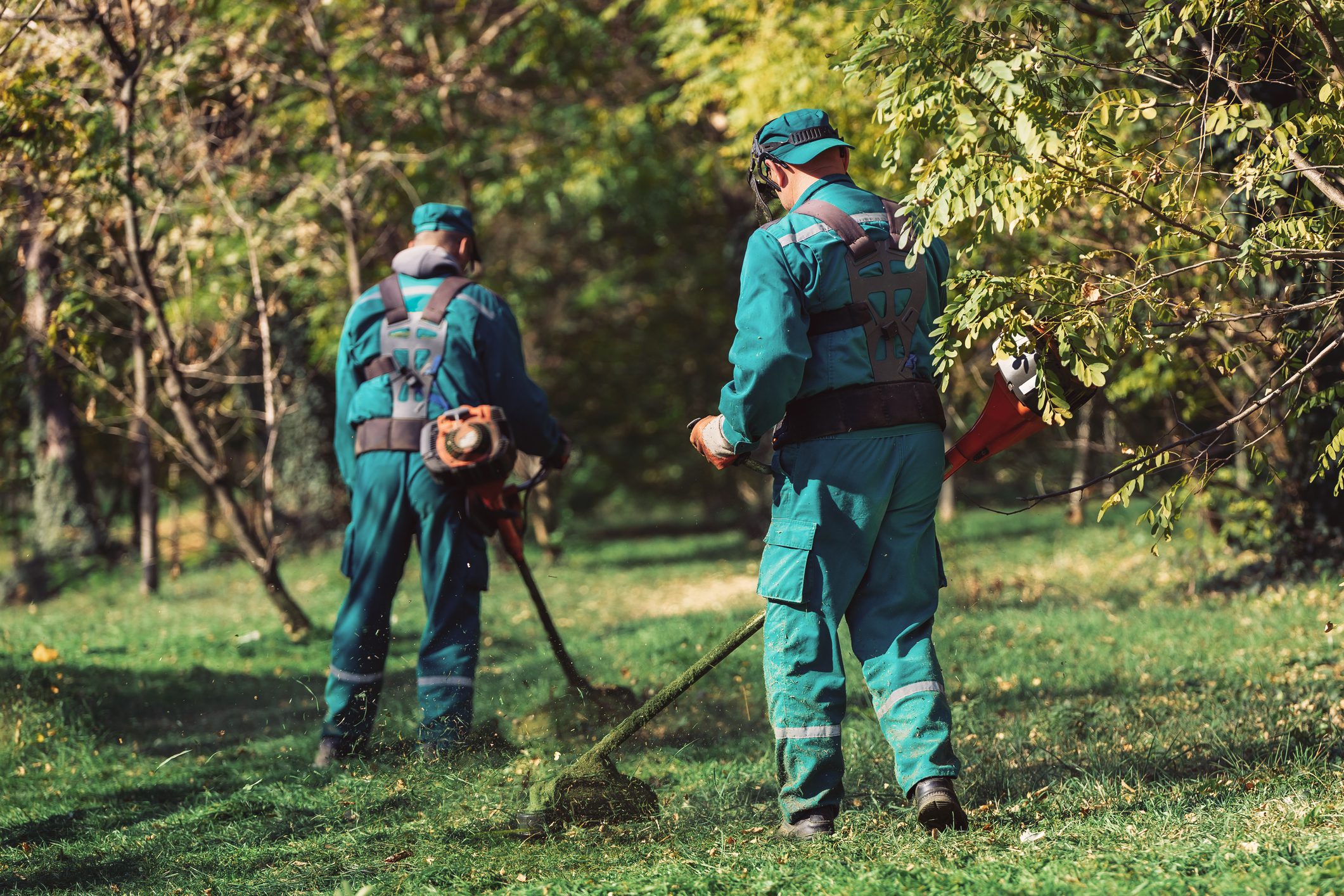 Gardeners using trimmers in green space